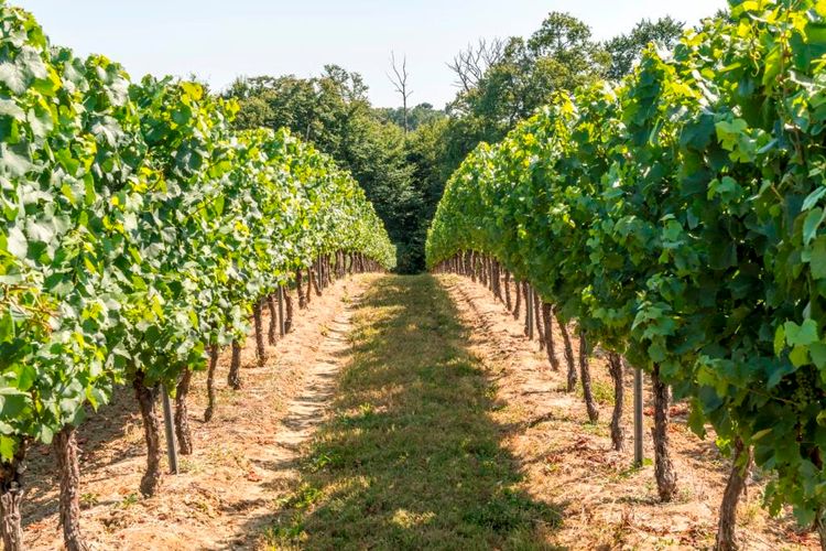 Deux rangées de vignes d'un viticulteur fournissant Vivadour